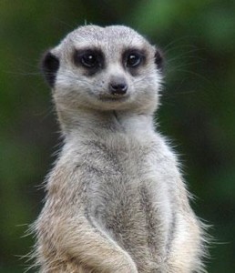 meerkat-MZ-animal-profile-web620_0
